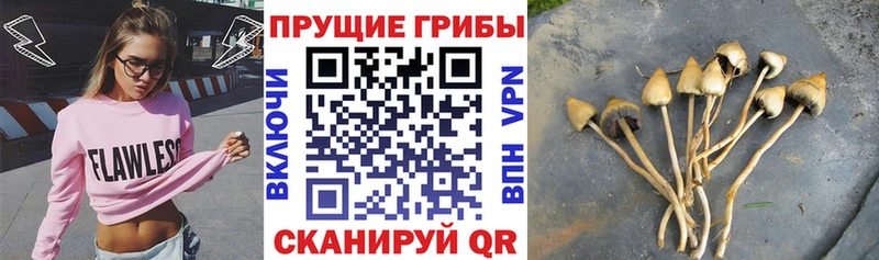 цена наркотик  Сысерть  Галлюциногенные грибы MAGIC MUSHROOMS 